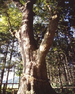 富山馬頭観音のトチの木