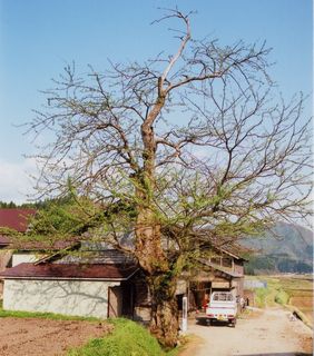 藤井家のさいかちの木